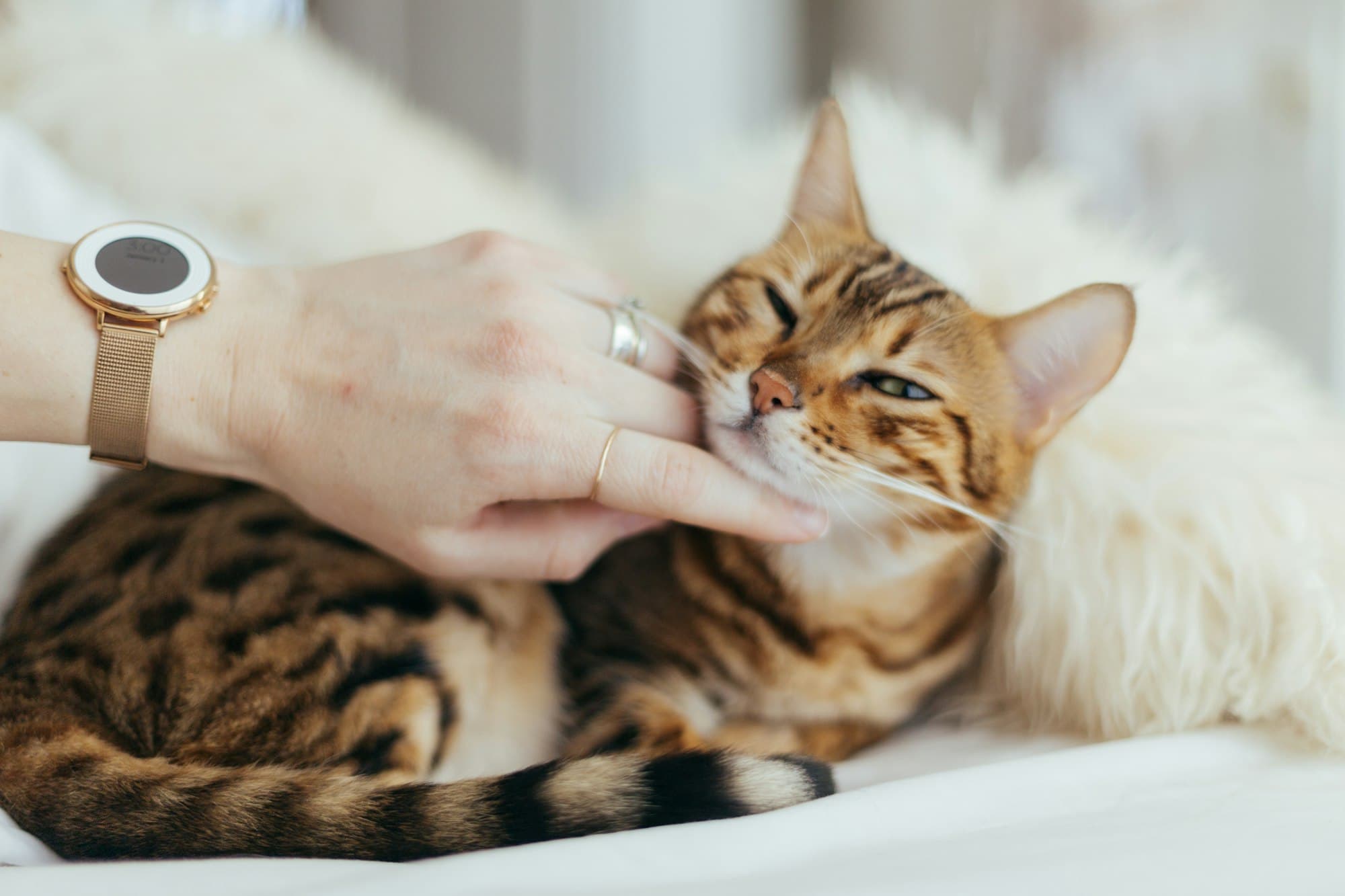 Een hand die rustig een kat aait