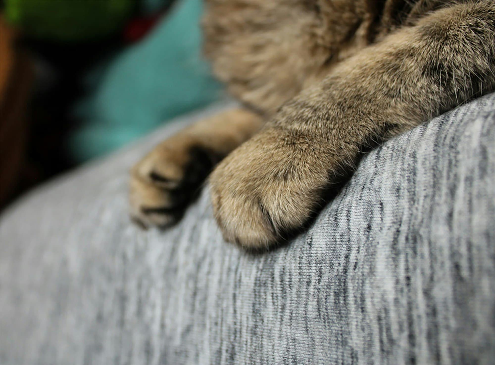Kattenpootjes over de rand van de bank