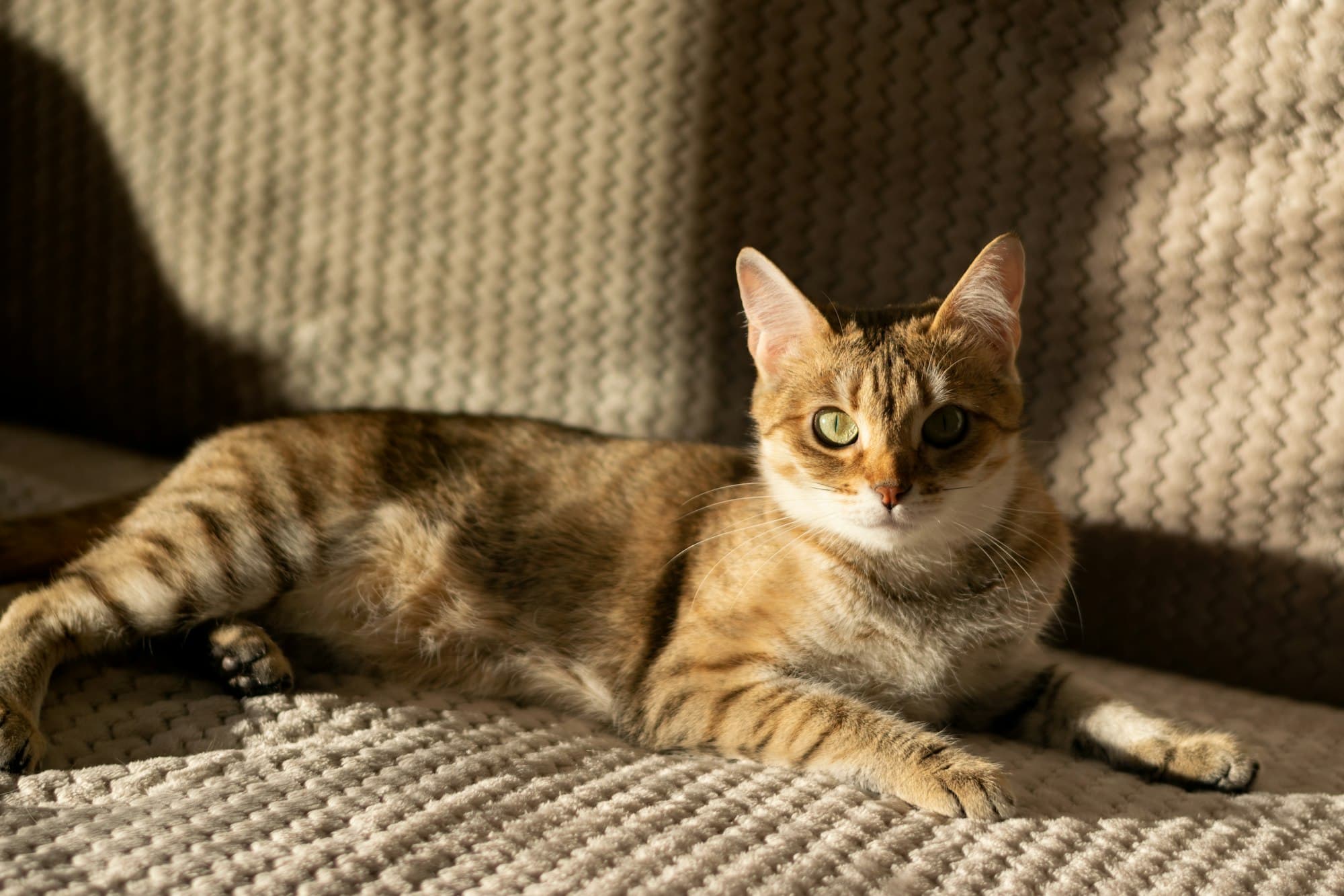 Cyperse kat languit op de bank in strepen zonlicht