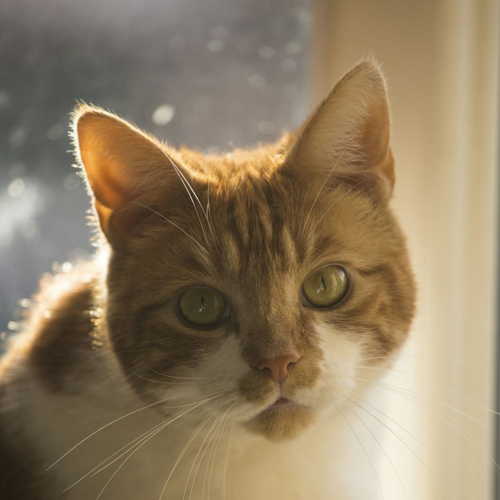 Roodwitte kat bij het raam in warm daglicht